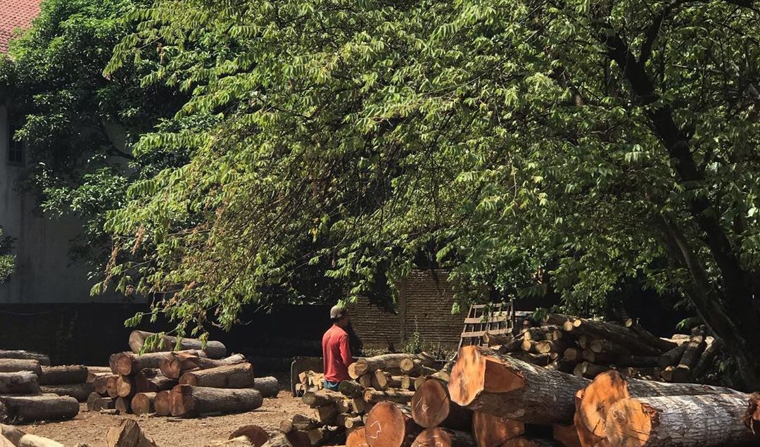 Kenali Jenis Kayu Terbaik untuk Kebutuhan Furniture Jepara